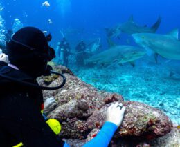 3 barefoot kuata island resort yasawa fiji awakening shark dive 2 feature340