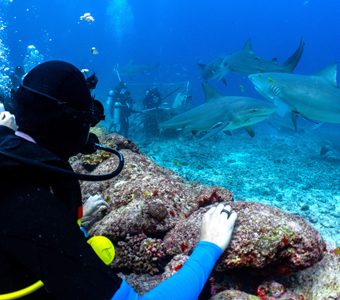 3 barefoot kuata island resort yasawa fiji awakening shark dive 2 feature340