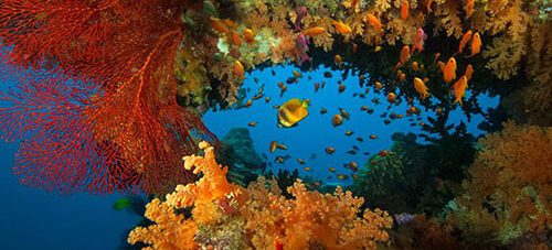 Volivoli Resort Spring Special: Save 30%