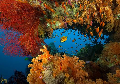 Diving volivoli beach resort fiji bligh water soft coral anthias sp500