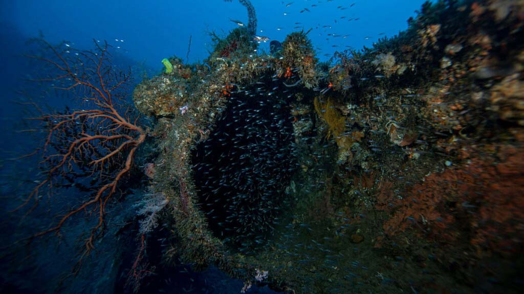 Emperor divers honiara solomons kyushu maru