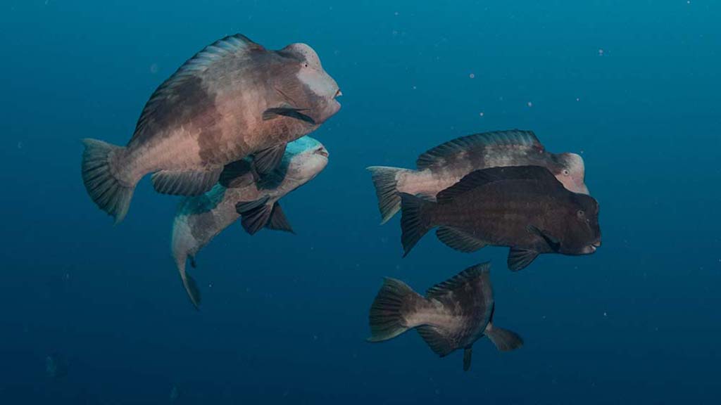 Nigel marsh photography palau bumphead parrotfish 2825 hc