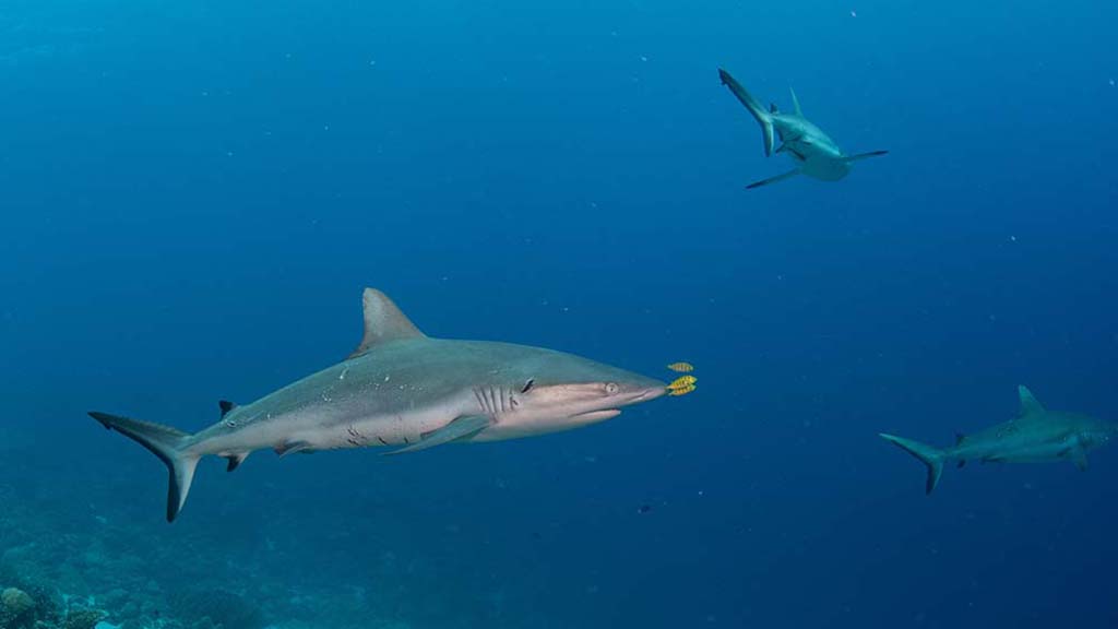 Nigel marsh photography palau grey reef shark 2654 hc