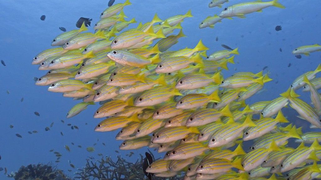 10 sea bees stingray liveaboard thailand snapper