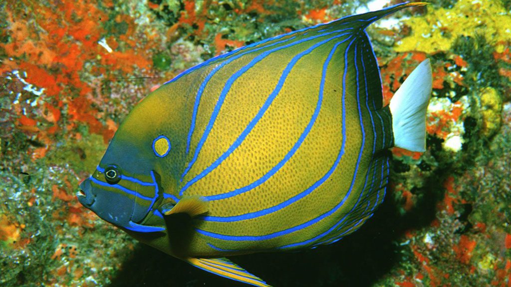 11 sea bees stingray liveaboard thailand angelfish