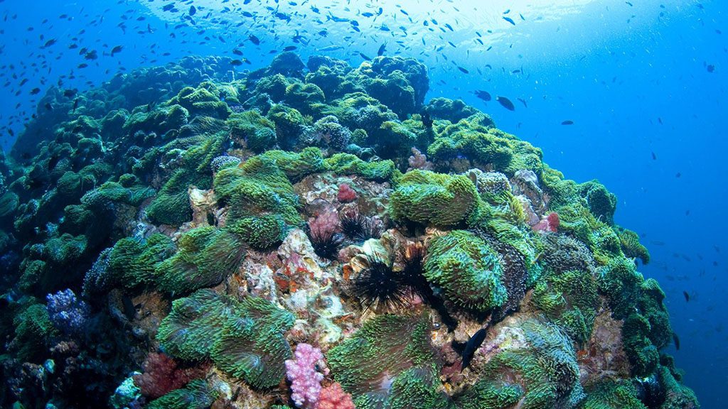 12 sea bees stingray liveaboard thailand anemone reef