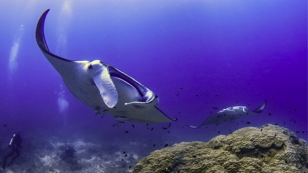 14 1770 lady musgrave island southern great barrier reef australia manta