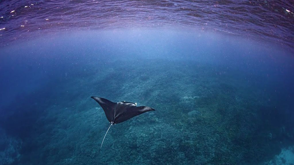 15 1770 lady musgrave island southern great barrier reef australia manta