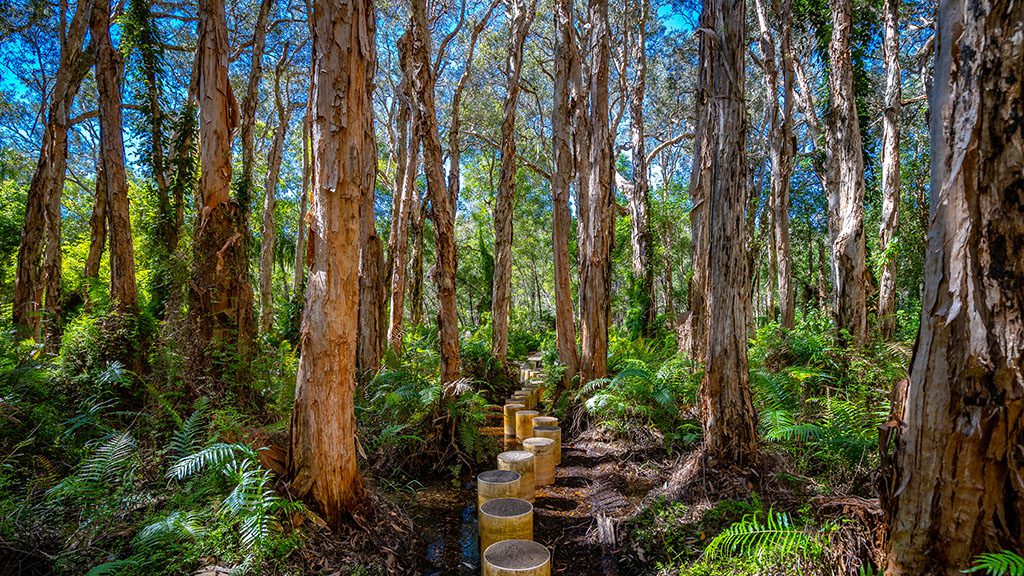 16 1770 lady musgrave island southern great barrier reef australia agnes water paperbark forest shutterstock 1980620153