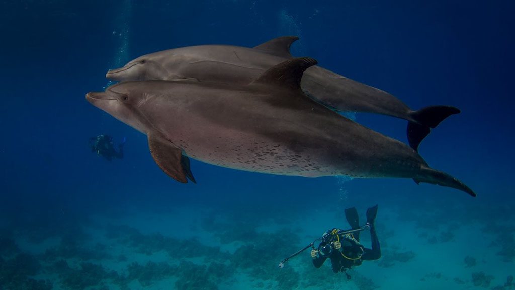 16 blue melody liveaboard egypt red sea dolphins