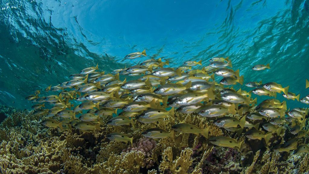 17 blue melody liveaboard egypt red sea black spot snapper