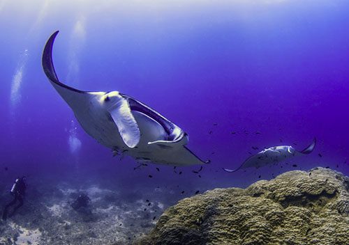 2 1770 lady musgrave island southern great barrier reef australia feature