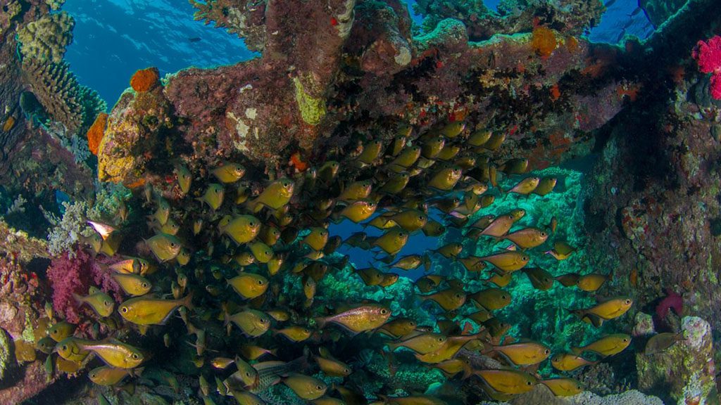 21 blue melody liveaboard egypt red sea tominagai sweepers