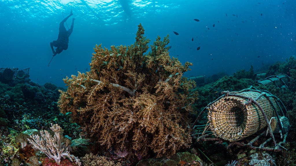 23 alami alor nusa tenggara indonesia traditional fish traps 2