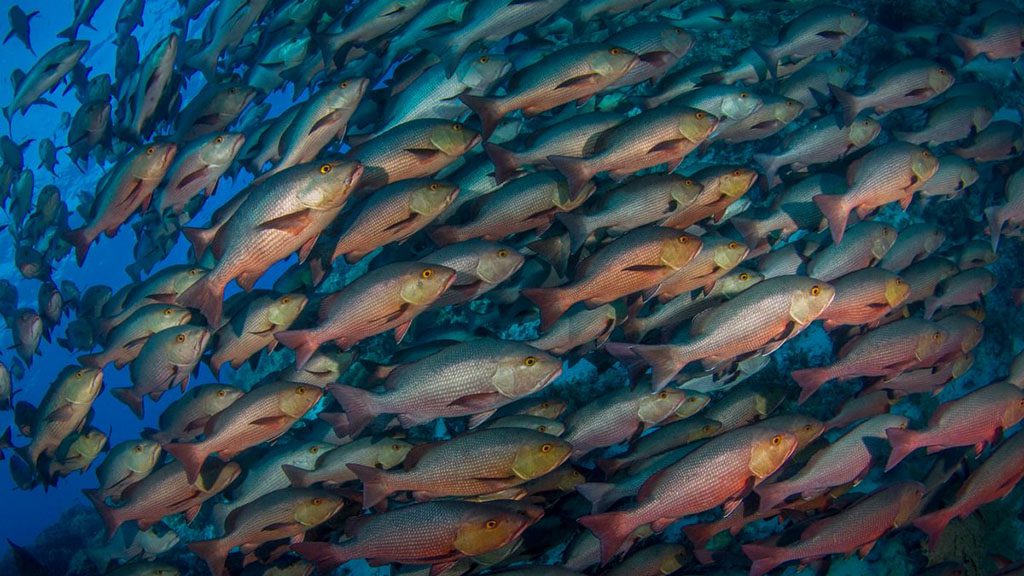 26 blue melody liveaboard egypt red sea red snappers