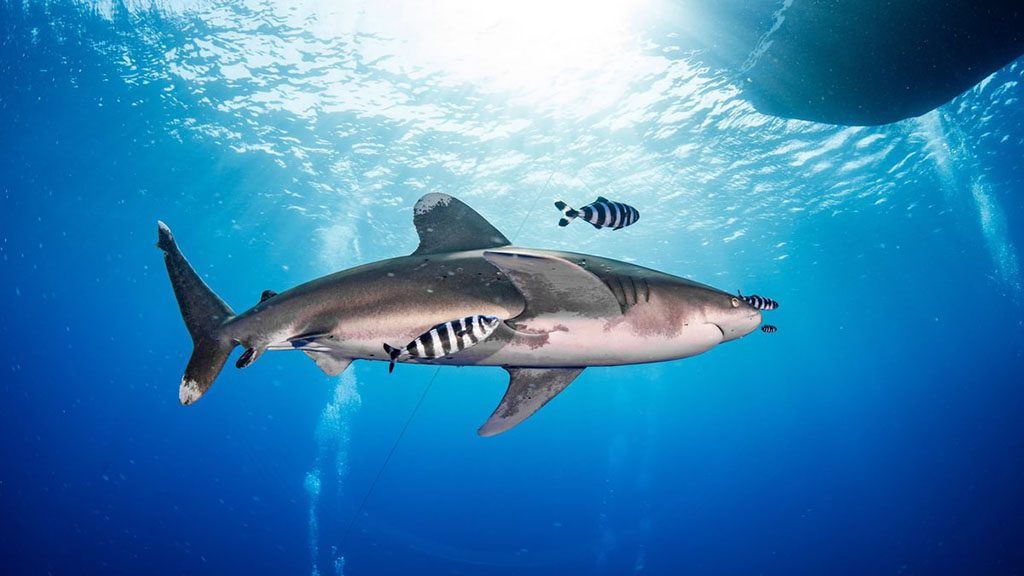 27 blue melody liveaboard egypt red sea oceanic whitetip