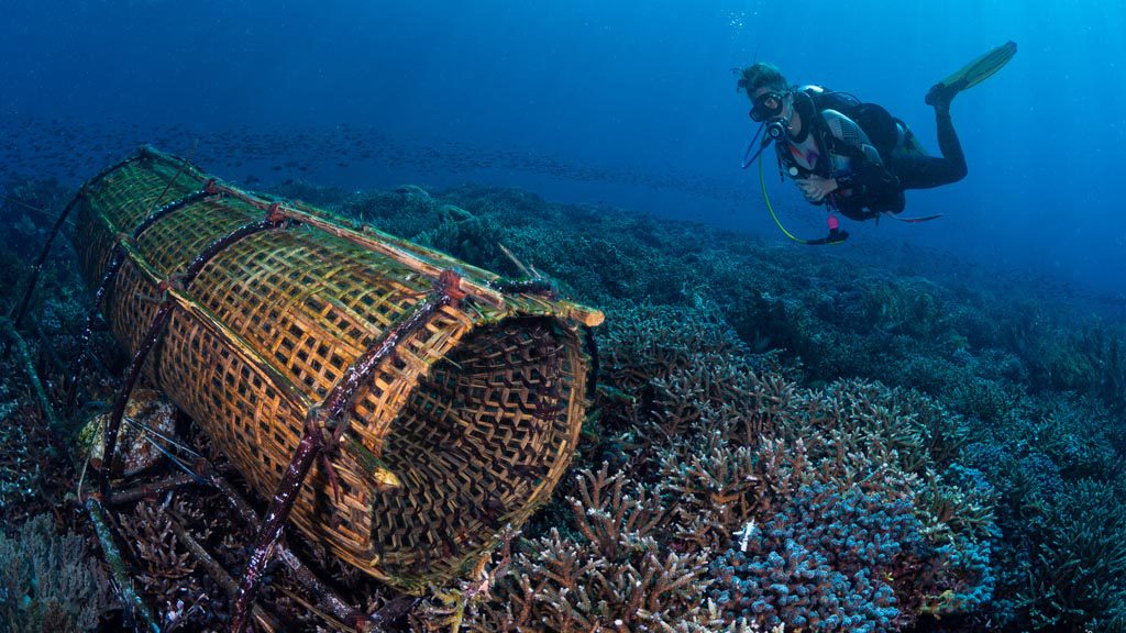 28 alami alor nusa tenggara indonesia traditional fish traps 7