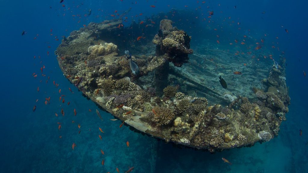 28 blue melody liveaboard egypt red sea kingston wreck