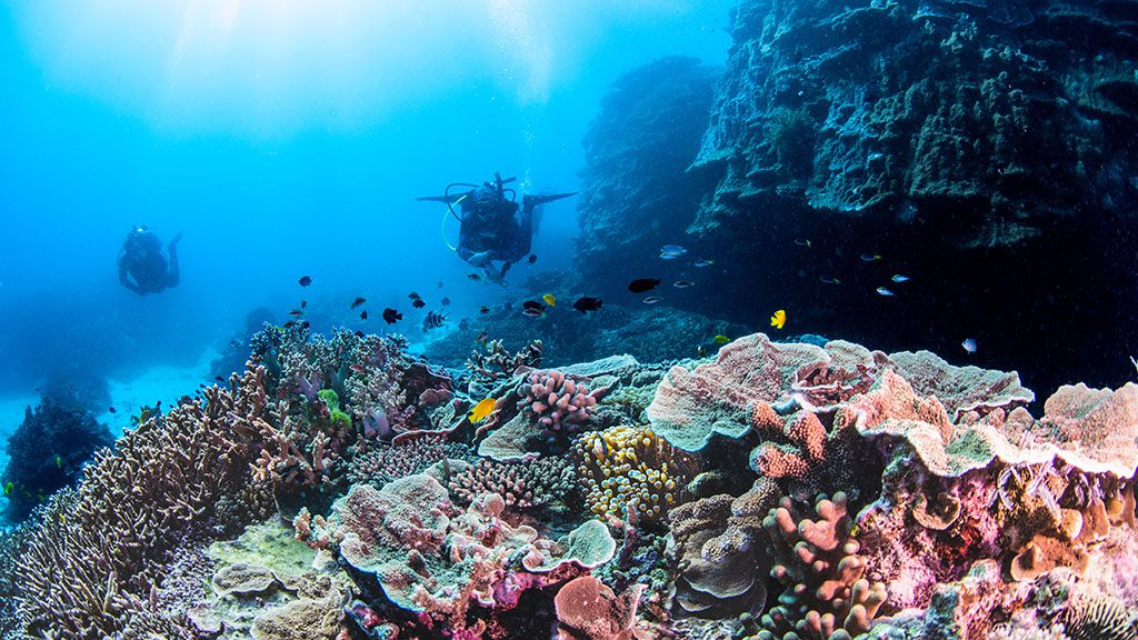 3 1770 lady musgrave island southern great barrier reef australia divers coral reef