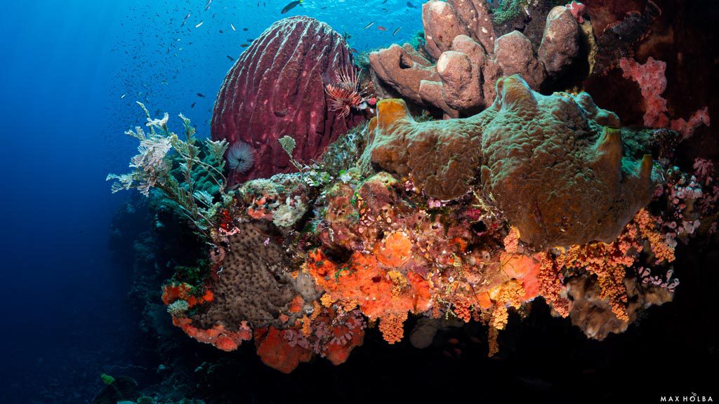 30 alami alor nusa tenggara indonesia reef dive 2