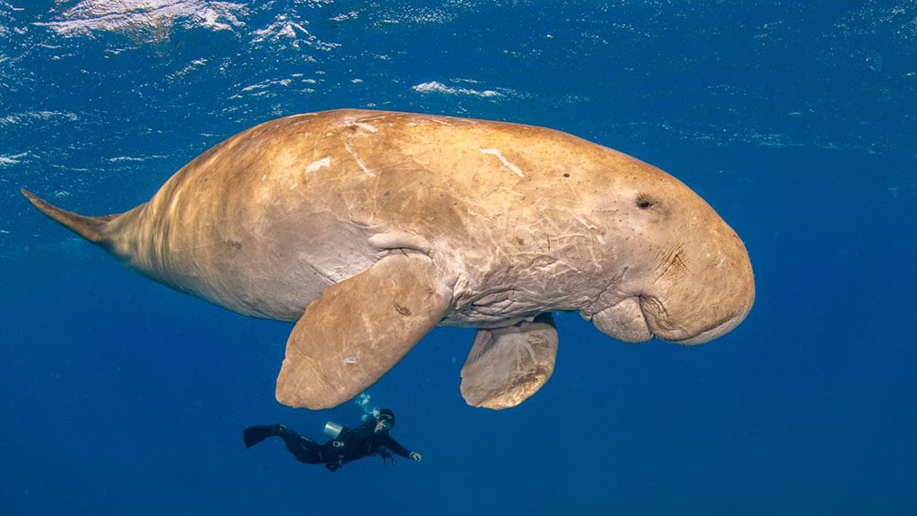 30 blue melody liveaboard egypt red sea dugong