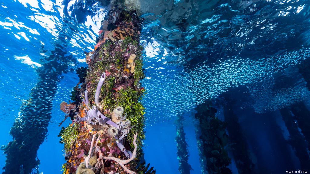 32 alami alor nusa tenggara indonesia reef dive 4