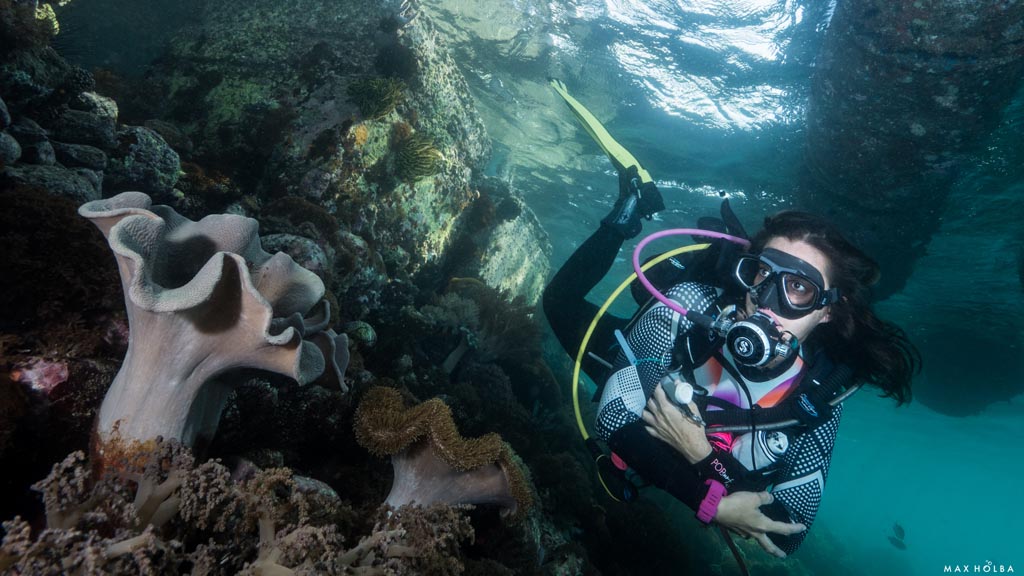 34 alami alor nusa tenggara indonesia reef dive 6