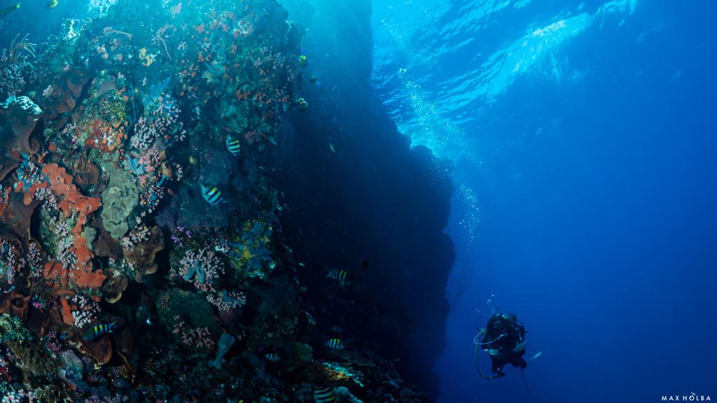 35 alami alor nusa tenggara indonesia reef dive 7