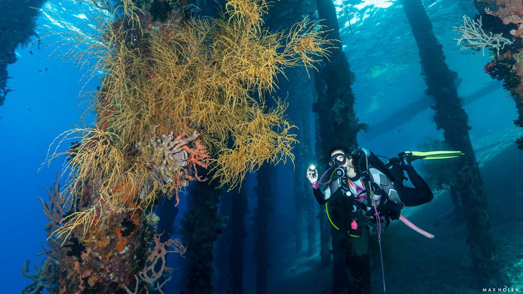 38 alami alor nusa tenggara indonesia reef dive 10