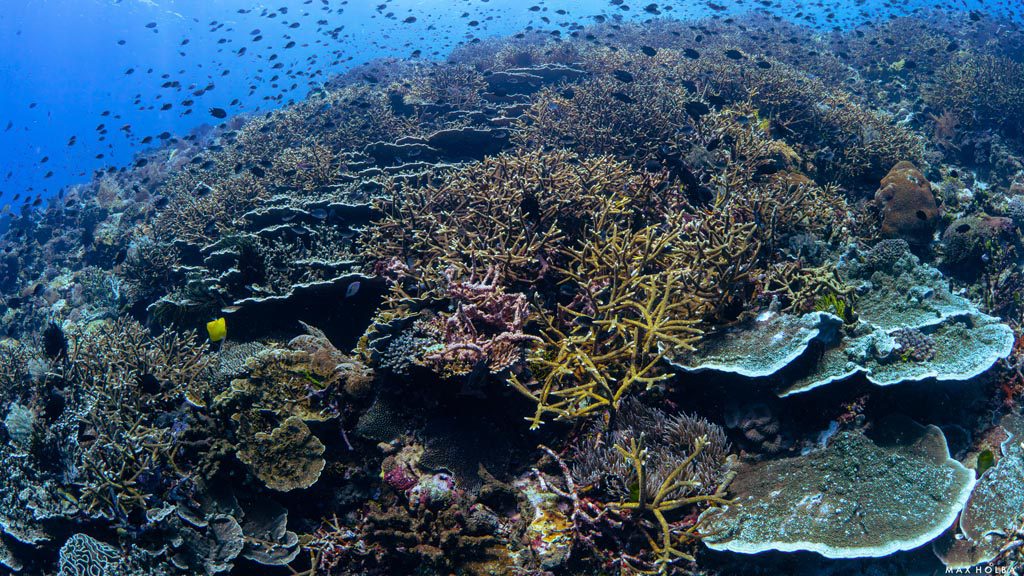 39 alami alor nusa tenggara indonesia reef dive 11