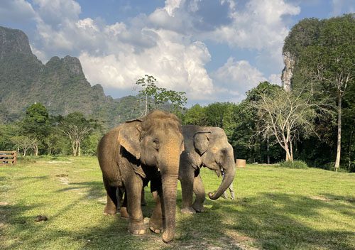 4 elephant hills khao sok thailand sanctuary 2 special500