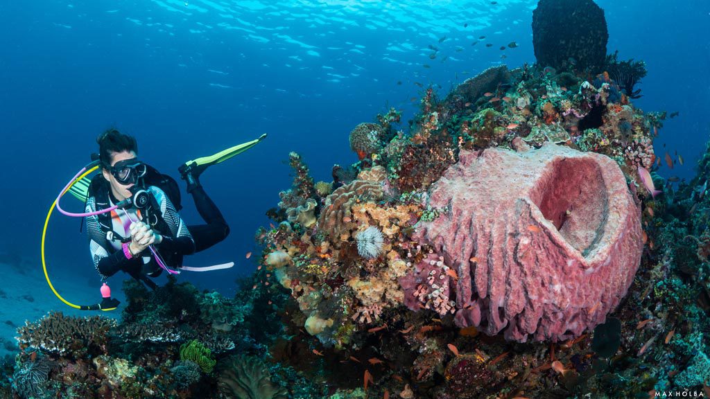 40 alami alor nusa tenggara indonesia reef dive 12