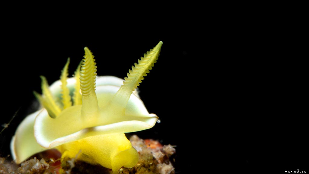 48 alami alor nusa tenggara indonesia muck diving 6