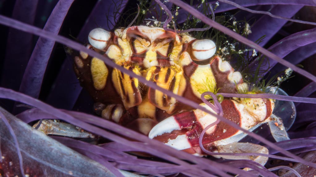 49 alami alor nusa tenggara indonesia muck diving 7