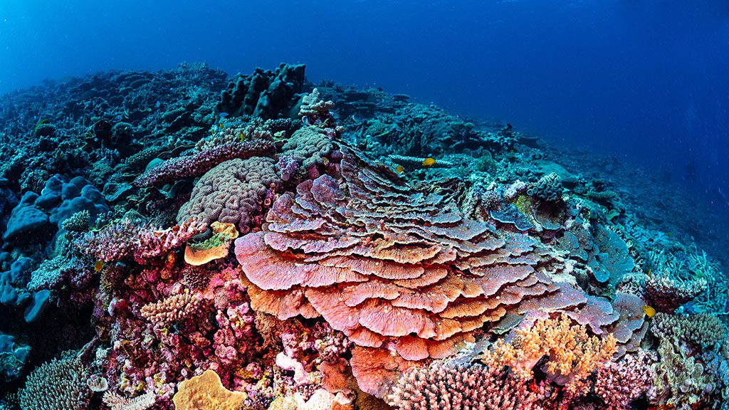 5 1770 lady musgrave island southern great barrier reef australia lamont reef