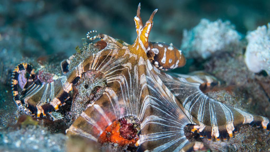 52 alami alor nusa tenggara indonesia muck diving 10