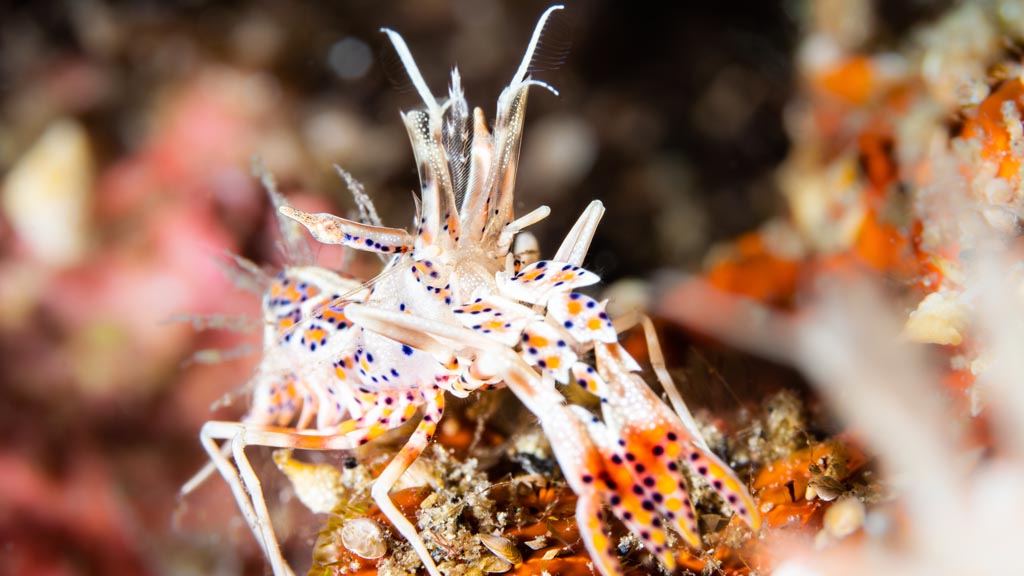 54 alami alor nusa tenggara indonesia muck diving 12