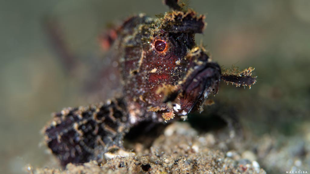 55 alami alor nusa tenggara indonesia muck diving 13