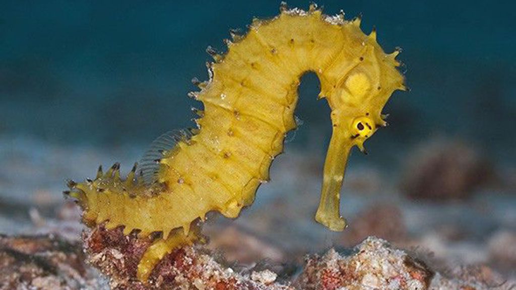 6 sea bees stingray liveaboard thailand seahorse