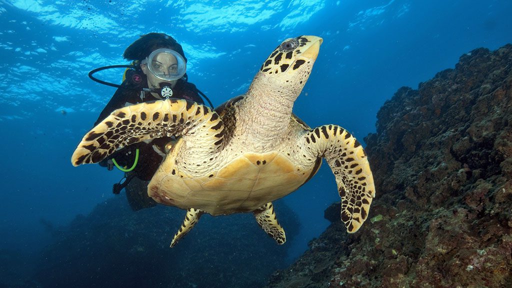 7 sea bees stingray liveaboard thailand turtle diver