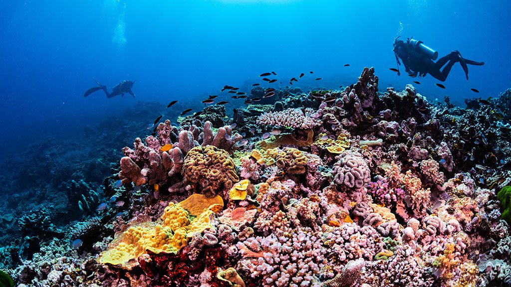 8 1770 lady musgrave island southern great barrier reef australia lamont reef