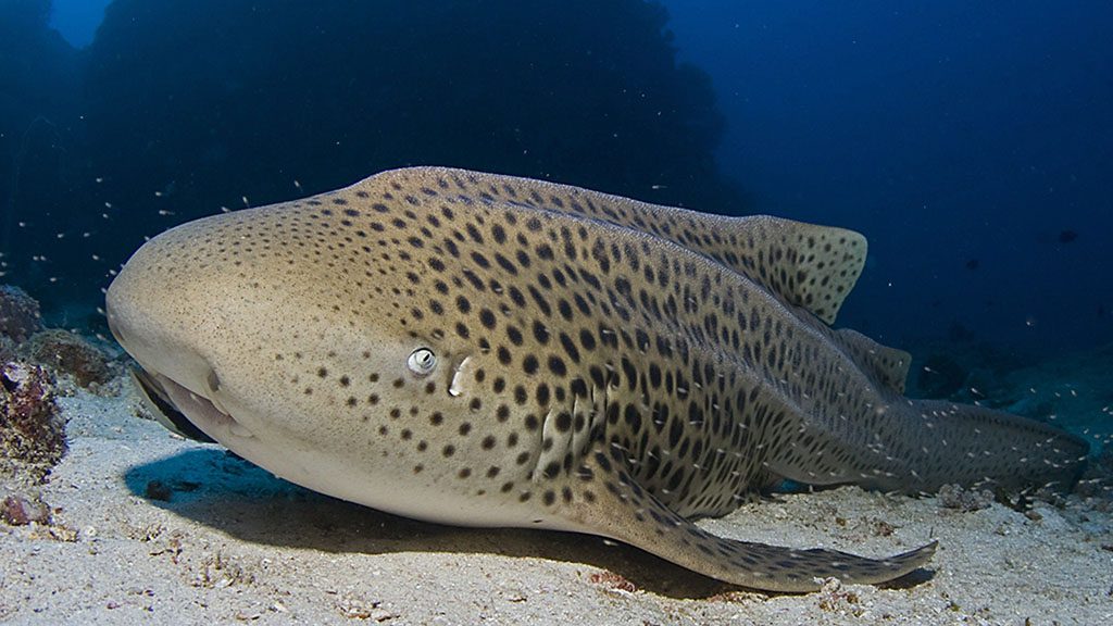 8 sea bees stingray liveaboard thailand leopard shark