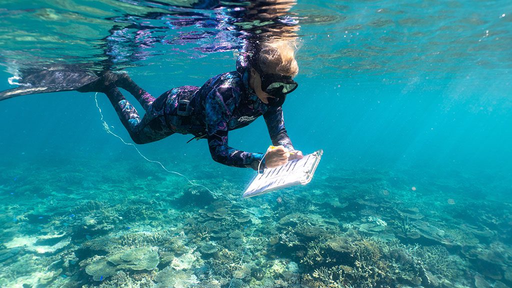 9 1770 lady musgrave island southern great barrier reef australia citizen science