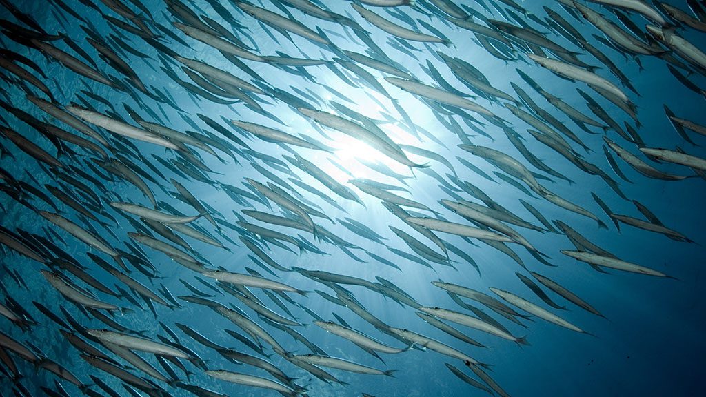 9 sea bees stingray liveaboard thailand barracuda