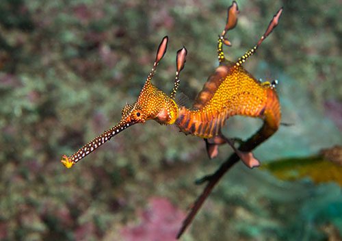 0kurnell weedy seadragon credit jayne jenkins 8506 sp