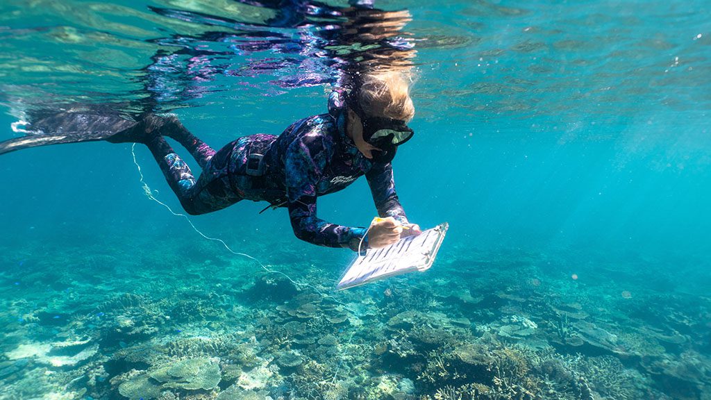 Diveplanit education 1770 coral monitoring