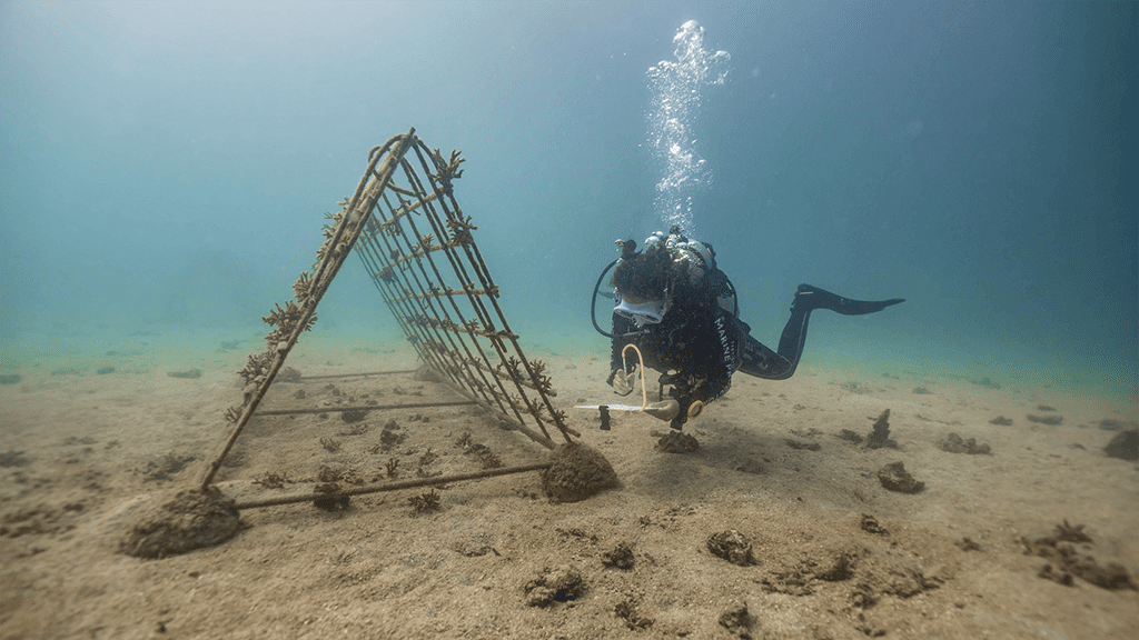 Diveplanit education coral nursery monitoring 2 btd