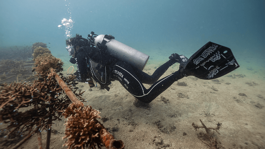 Diveplanit education coral nursery monitoring btd