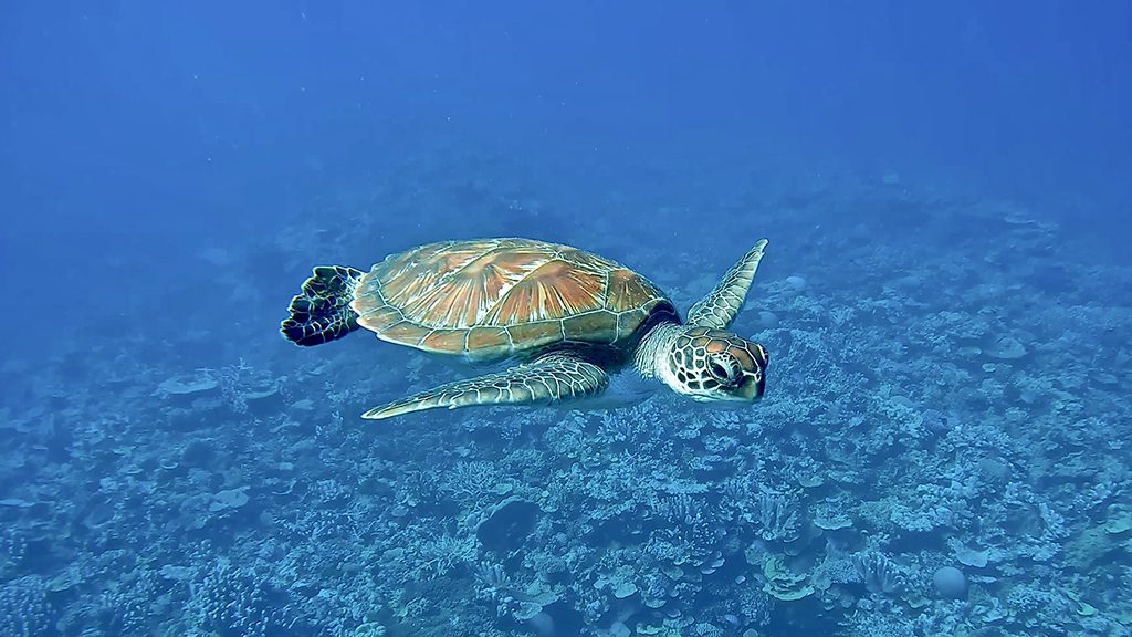 Diveplanit education green turtle