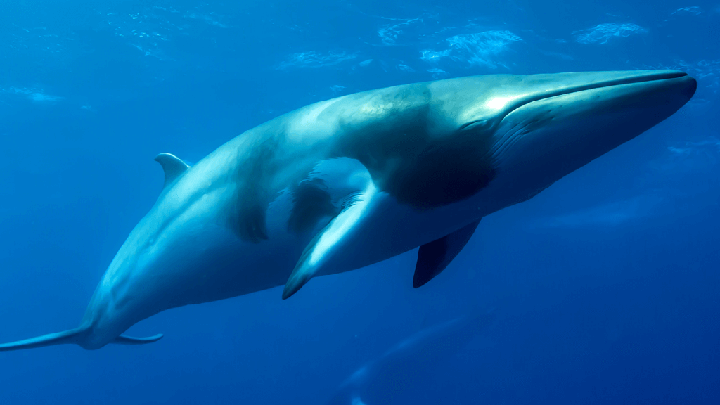 Minke whales hero 1024